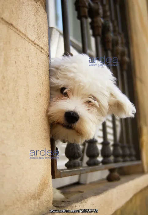  : Dog - peering out of window