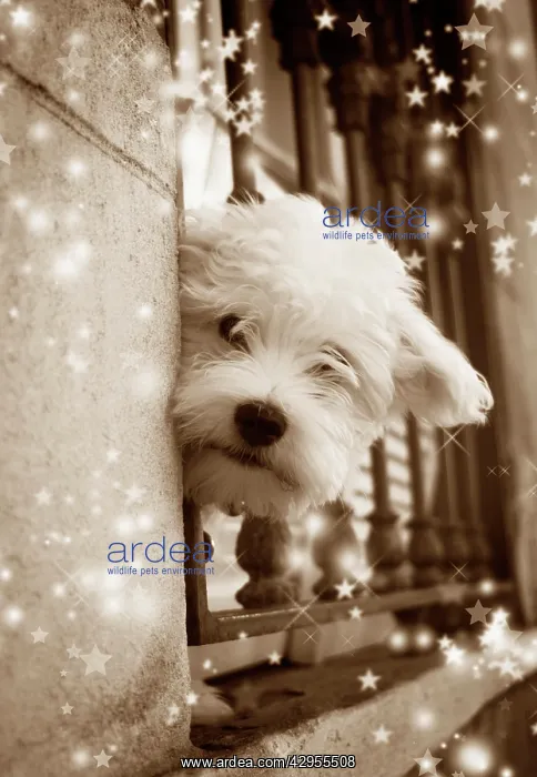 : Dog - peering out of window : Dog - peering out of window