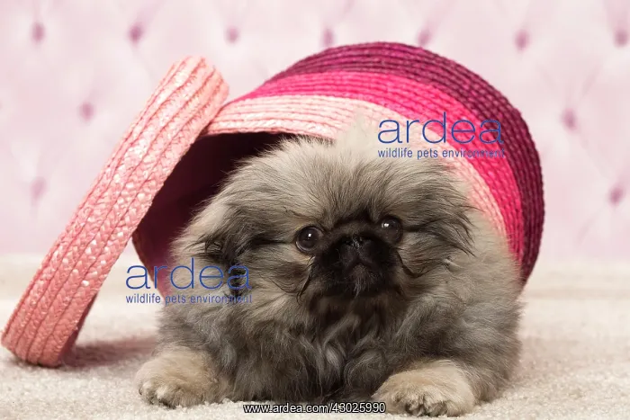 : Dog Pekingese 3 month old puppy : Dog Pekingese 3 month old puppy