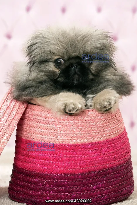 : Dog Pekingese 3 month old puppy : Dog Pekingese 3 month old puppy
