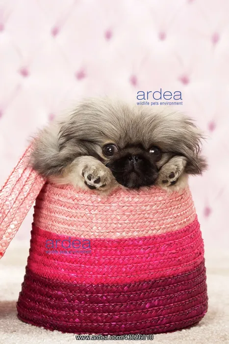 : Dog Pekingese 3 month old puppy : Dog Pekingese 3 month old puppy