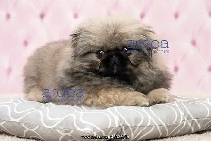 : Dog Pekingese 3 month old puppy : Dog Pekingese 3 month old puppy