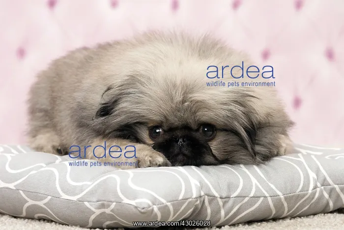 : Dog Pekingese 3 month old puppy : Dog Pekingese 3 month old puppy
