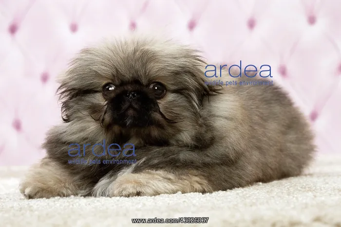  : Dog Pekingese 3 month old puppy