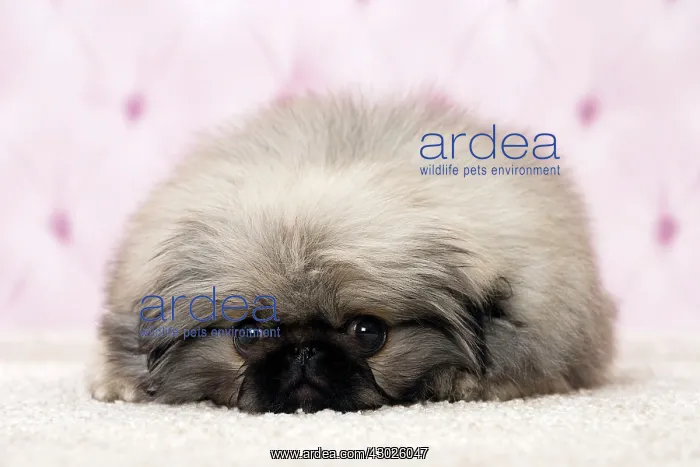  : Dog Pekingese 3 month old puppy
