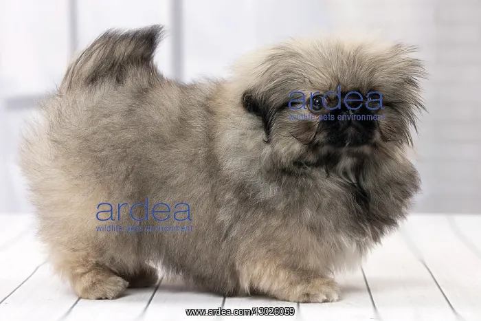  : Dog Pekingese 3 month old puppy