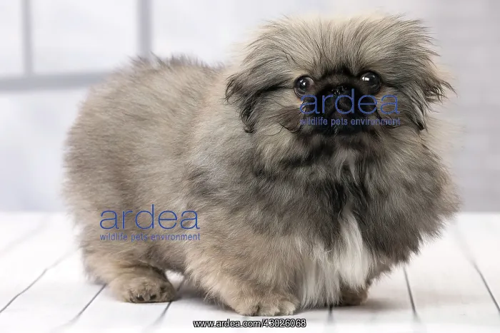  : Dog Pekingese 3 month old puppy