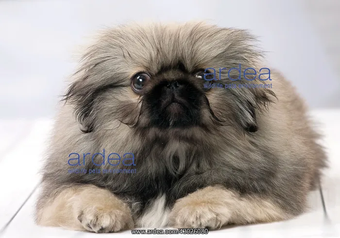 : Dog Pekingese 3 month old puppy : Dog Pekingese 3 month old puppy