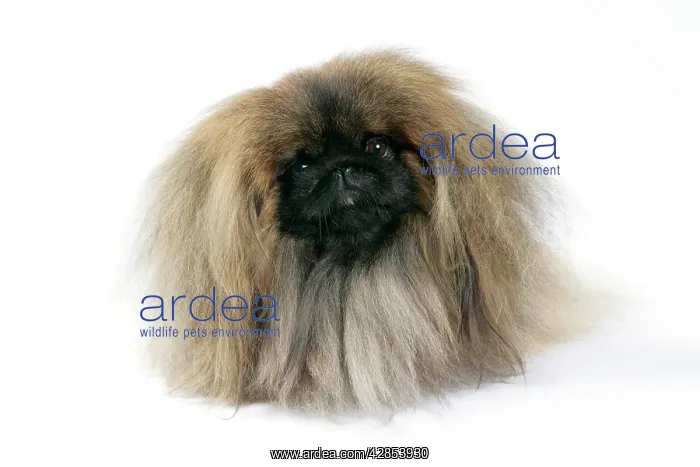: DOG - Pekingese : DOG - Pekingese