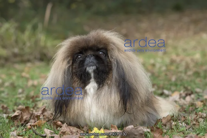 : DOG. Pekingese in autumn leaves : DOG. Pekingese in autumn leaves
