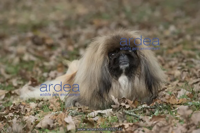 : DOG. Pekingese in autumn leaves : DOG. Pekingese in autumn leaves