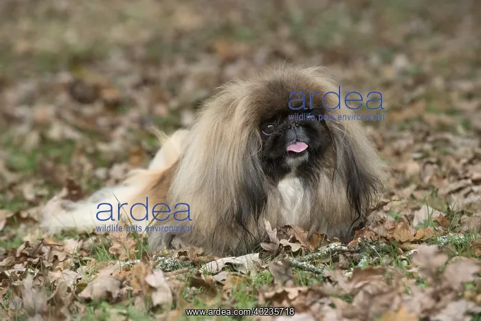 : DOG. Pekingese in autumn leaves : DOG. Pekingese in autumn leaves