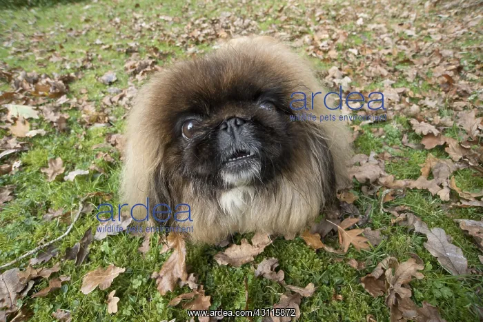 : DOG. Pekingese in autumn leaves, selfie : DOG. Pekingese in autumn leaves, selfie