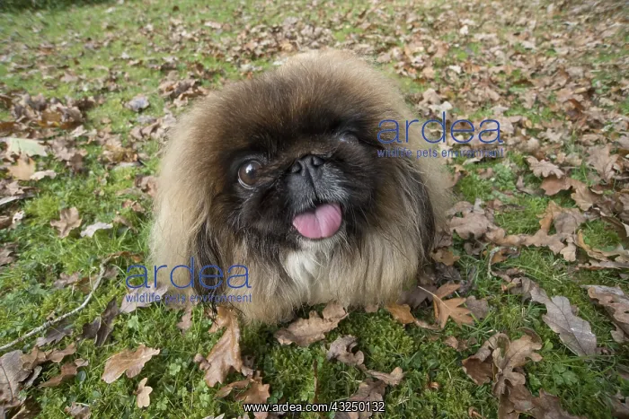 : DOG. Pekingese in autumn leaves, selfie : DOG. Pekingese in autumn leaves, selfie