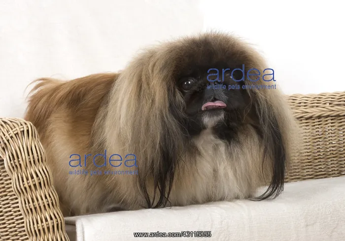 : DOG. Pekingese, in a chair : DOG. Pekingese, in a chair