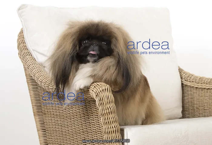 : DOG. Pekingese, in a chair : DOG. Pekingese, in a chair