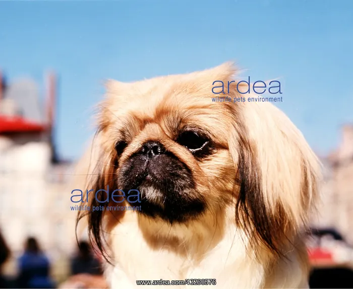 : DOG - PEKINGESE close up of face : DOG - PEKINGESE close up of face