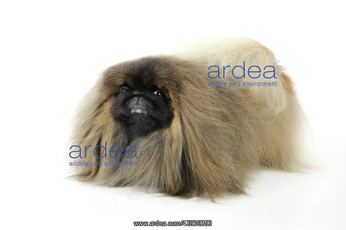 : DOG. Pekingese dog : DOG. Pekingese dog