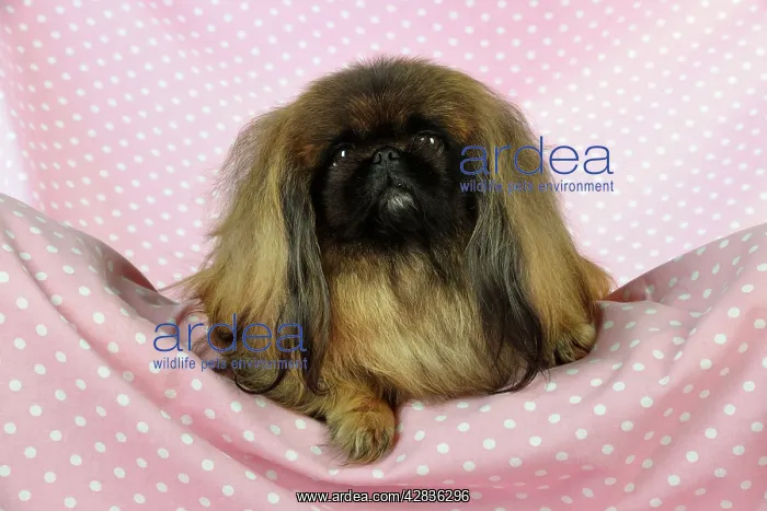 : DOG. Pekingese dog sitting on blanket : DOG. Pekingese dog sitting on blanket