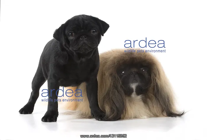 : DOG. Pekingese & Pug, studio DOG. Pekingese : DOG. Pekingese & Pug, studio DOG. Pekingese