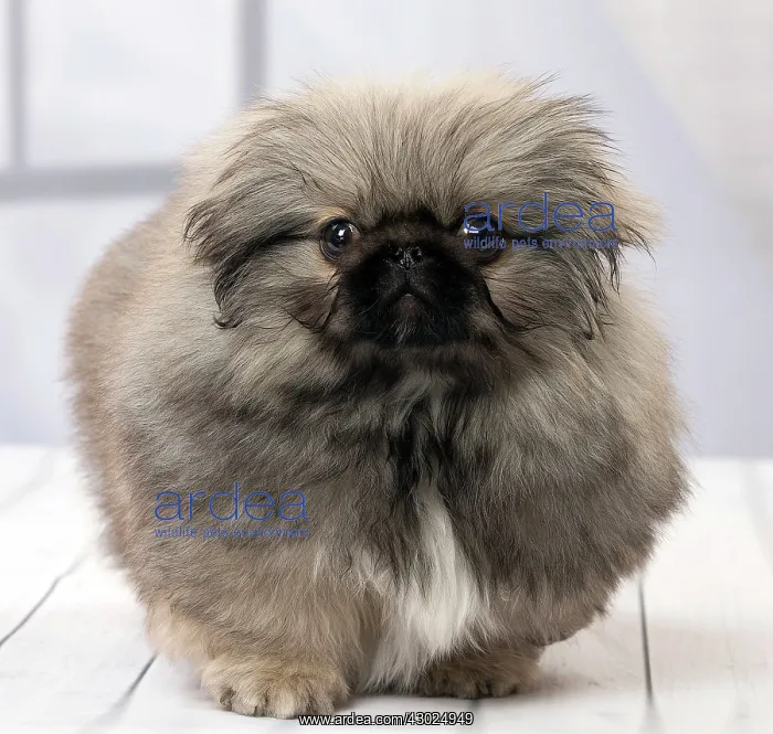  : Dog Pekingese puppy 3 months old