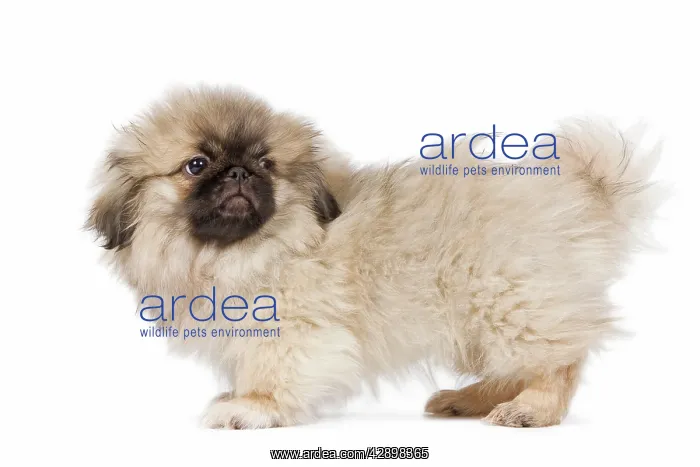  : Dog - Pekingese puppy in studio
