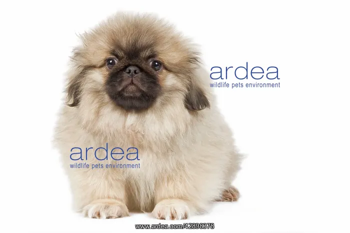  : Dog - Pekingese puppy in studio