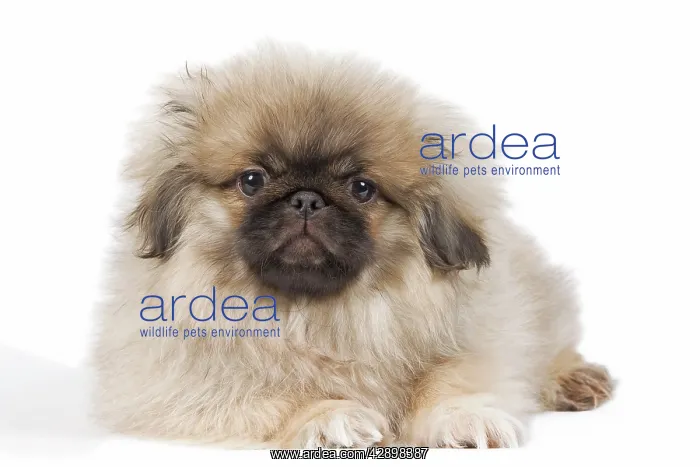  : Dog - Pekingese puppy in studio