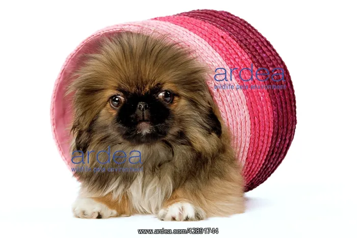 : Dog - Pekingese puppy in studio in pink raffia pot : Dog - Pekingese puppy in studio in pink raffia pot