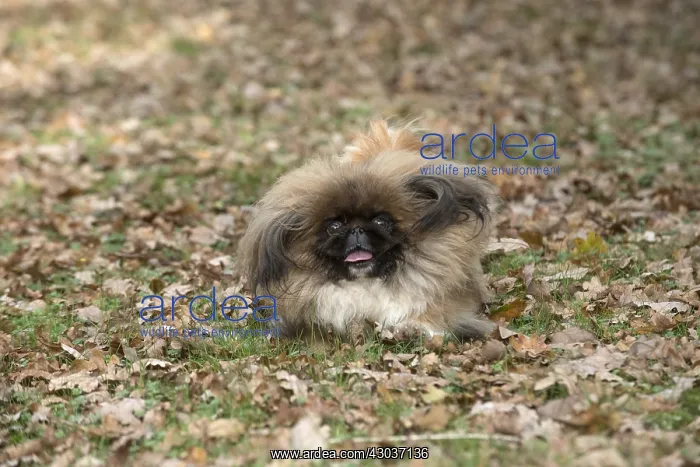 : DOG. Pekingese running in autumn leaves : DOG. Pekingese running in autumn leaves