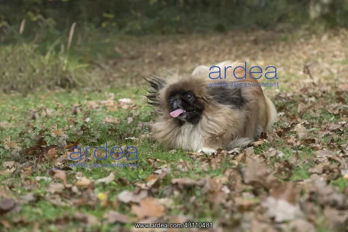 : DOG. Pekingese running in autumn leaves : DOG. Pekingese running in autumn leaves