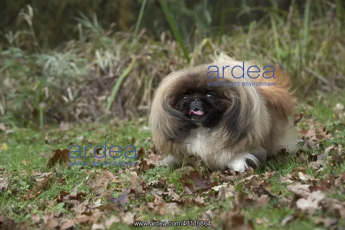 : DOG. Pekingese running in autumn leaves : DOG. Pekingese running in autumn leaves