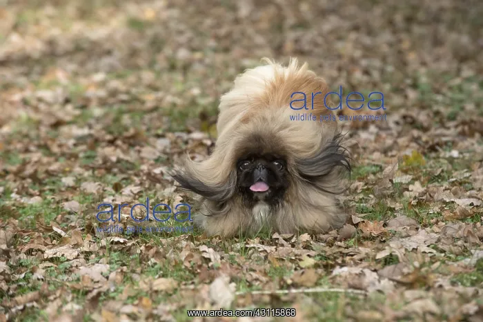 : DOG. Pekingese running in autumn leaves : DOG. Pekingese running in autumn leaves