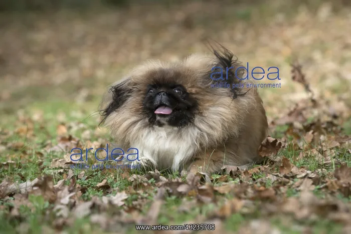 : DOG. Pekingese running in autumn leaves : DOG. Pekingese running in autumn leaves