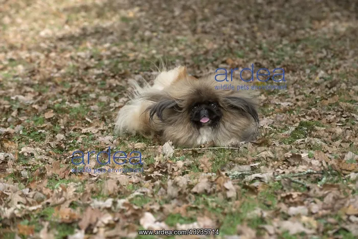  : DOG. Pekingese running in autumn leaves