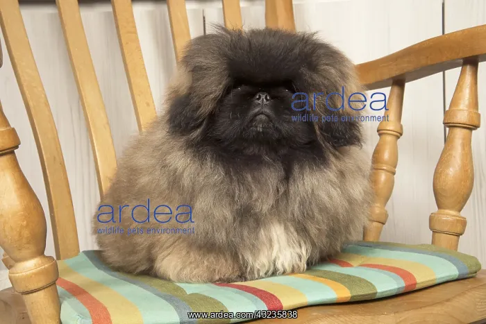 : DOG. Pekingese sitting in a chair : DOG. Pekingese sitting in a chair