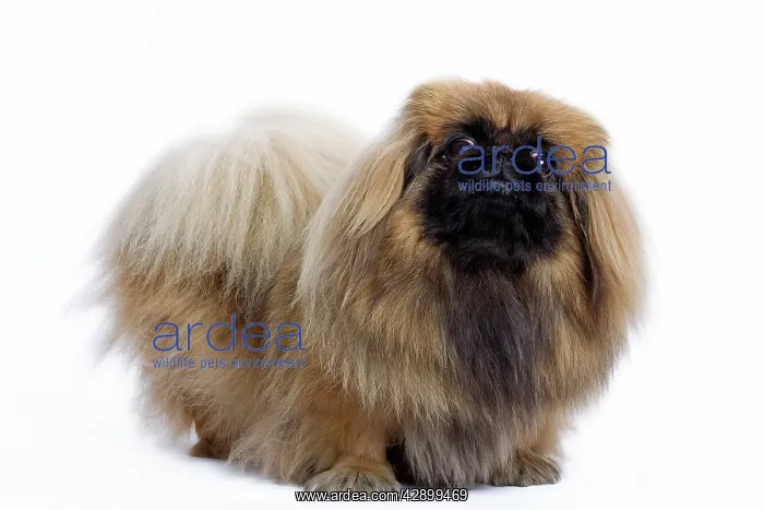  : Dog - Pekingese in studio