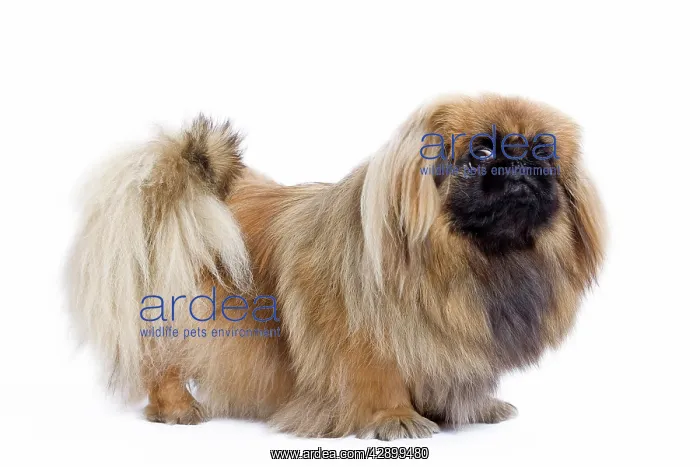  : Dog - Pekingese in studio