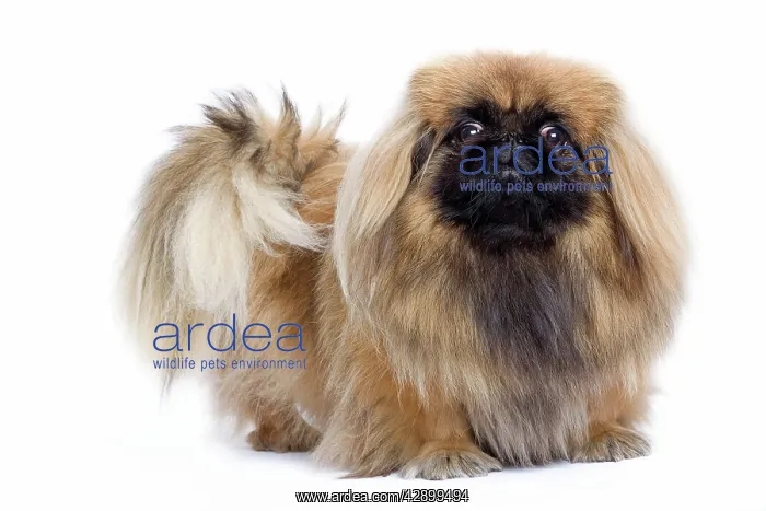  : Dog - Pekingese in studio