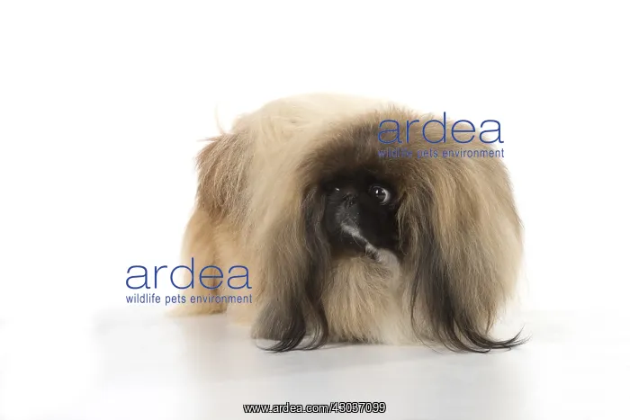  : DOG. Pekingese, studio