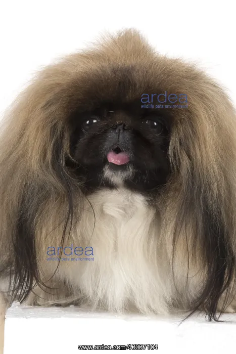 : DOG. Pekingese, studio : DOG. Pekingese, studio