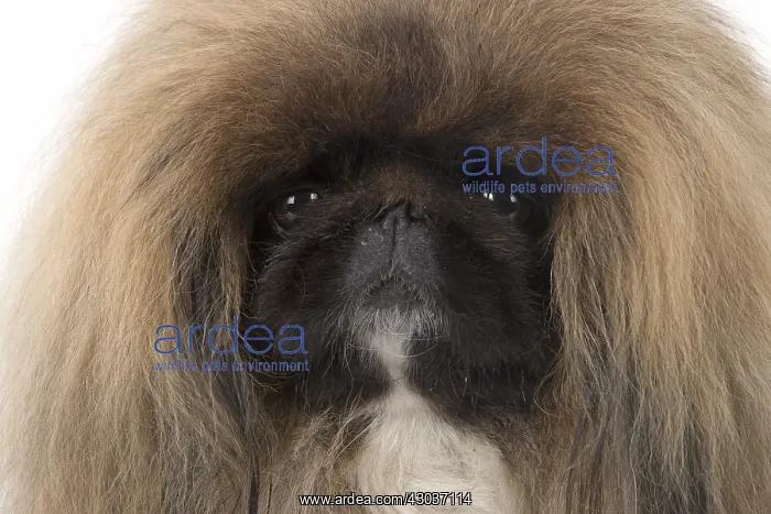 : DOG. Pekingese, studio : DOG. Pekingese, studio