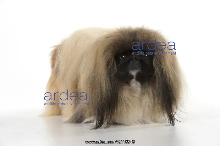: DOG. Pekingese, studio : DOG. Pekingese, studio