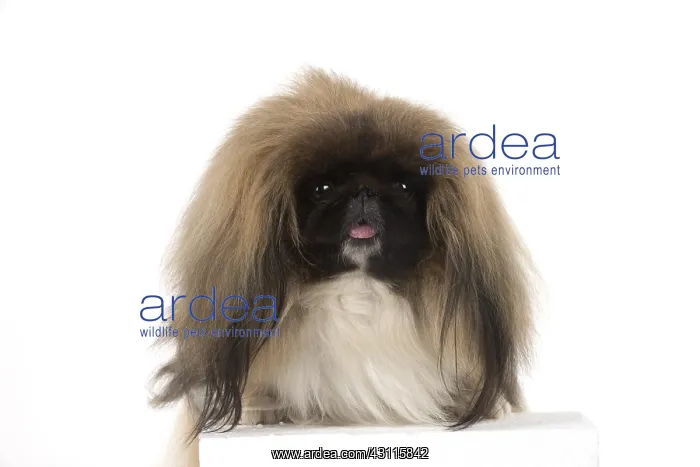 : DOG. Pekingese, studio : DOG. Pekingese, studio
