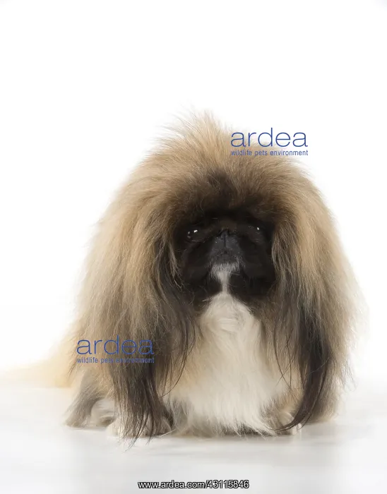 : DOG. Pekingese, studio : DOG. Pekingese, studio
