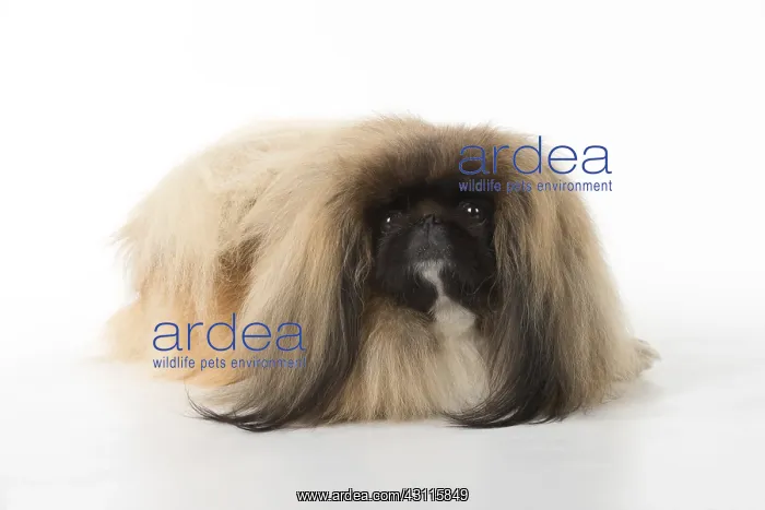 : DOG. Pekingese, studio : DOG. Pekingese, studio