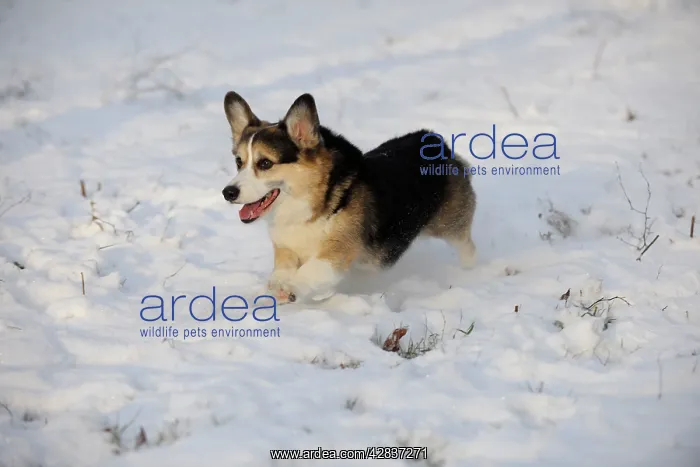  : DOG. Pembroke welsh corgi running through the snow