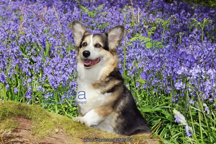  : DOG. Pembroke welsh corgi sitting in bluebells