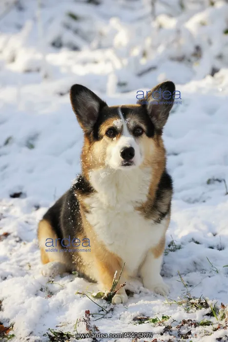  : DOG. Pembroke welsh corgi sitting in the snow