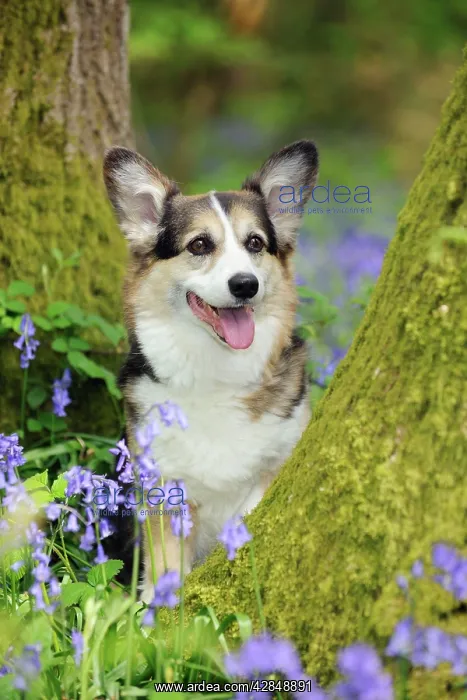 : DOG. Pembroke welsh corgi sitting between tree trunks : DOG. Pembroke welsh corgi sitting between tree trunks